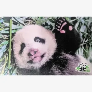 themed taipei zoo panda easycard