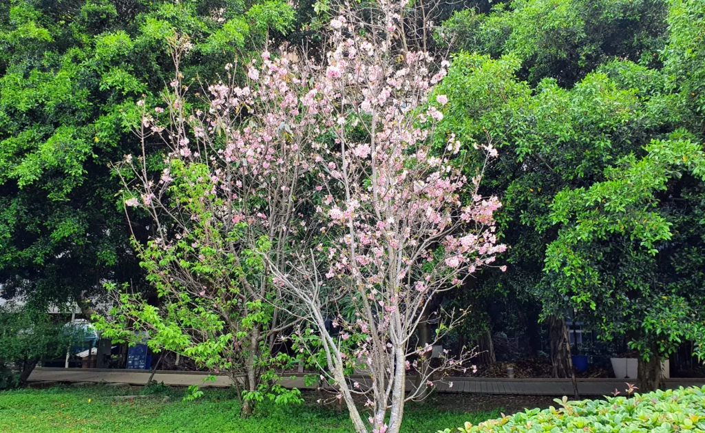 cherry blossom tree, Hakka Cultural park, Zhongzheng District, Taipei, Taiwan