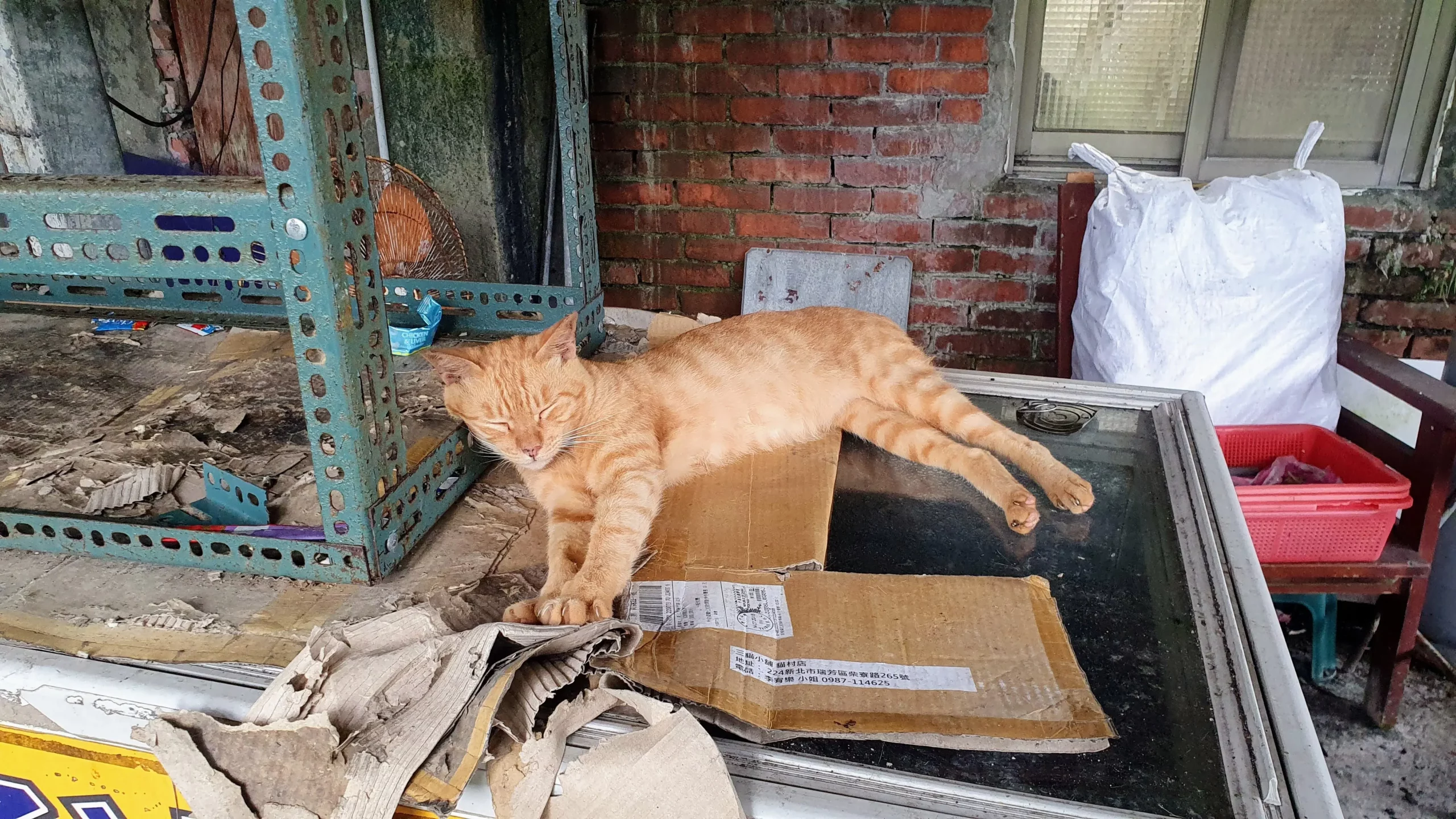 An orange cat at Houtong Village, New Taipei City, Taiwan