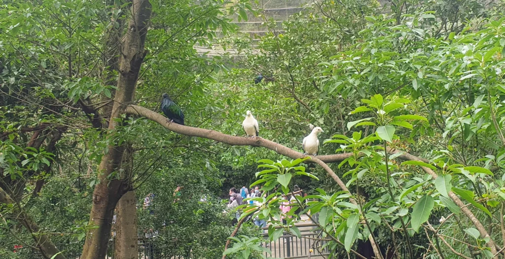 pigeon at taipei zoo
