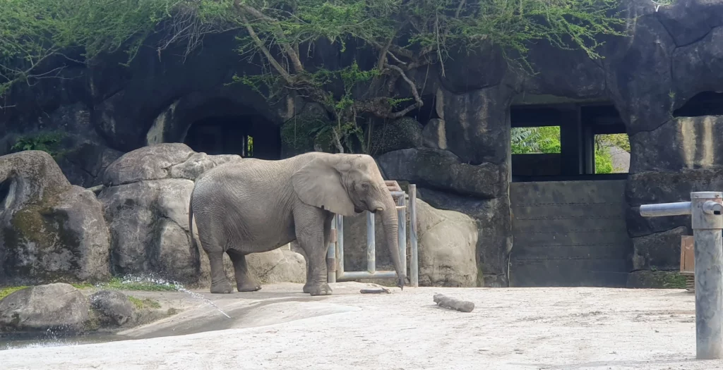African Elephant at Taipei Zoo