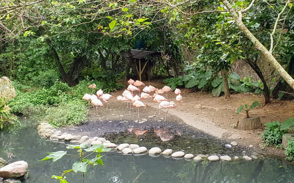Flamingos at taipei zoo