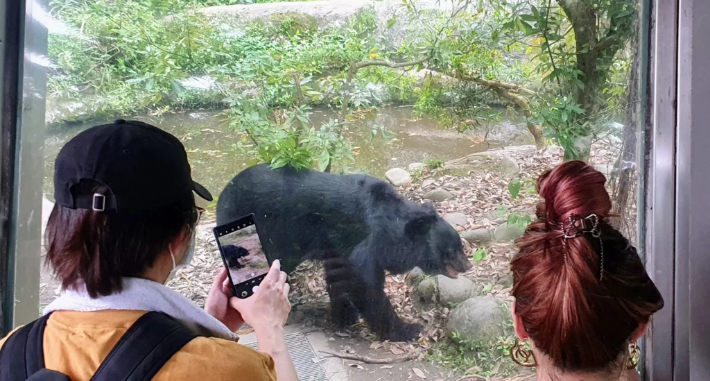 Formosan black bear at Taipei Zoo