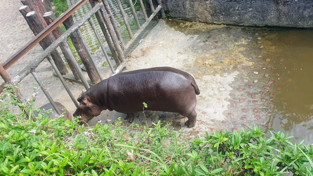Hippopotamus at taipei zoo