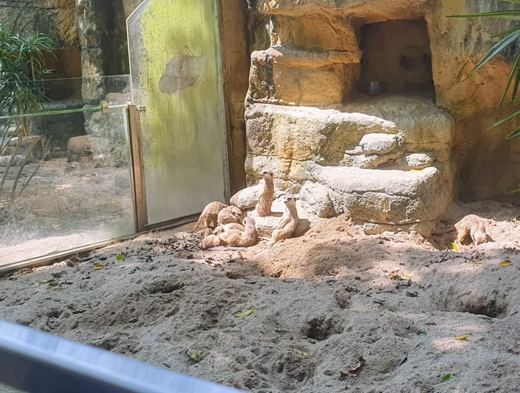 meerkats at Taipei Zoo