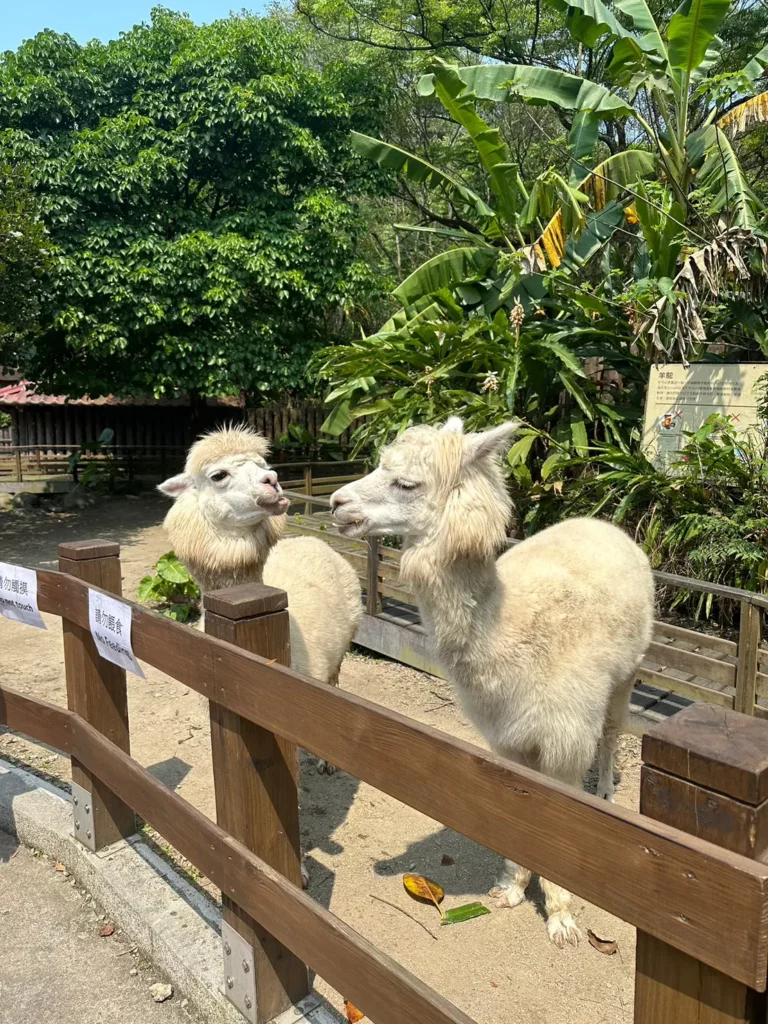 llama at Taipei Zoo