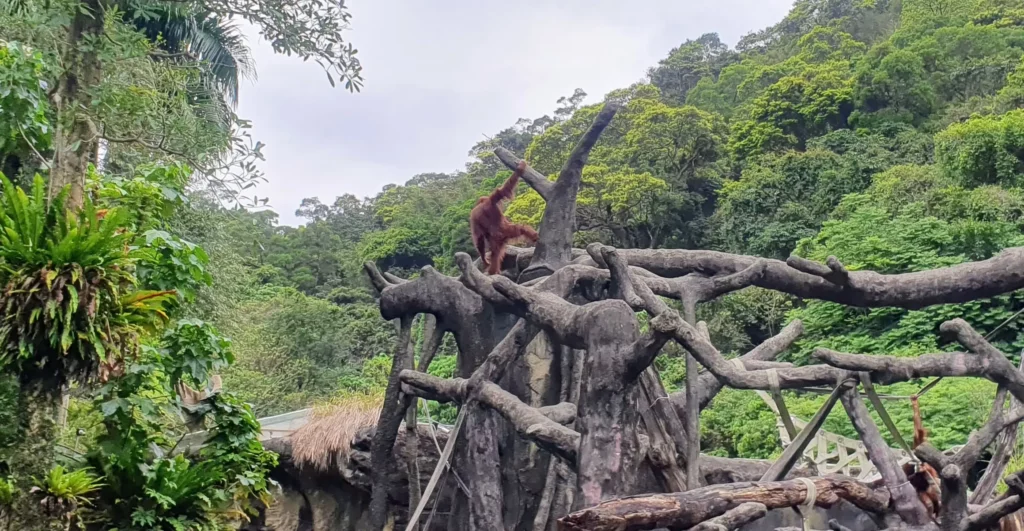 Orangutan at Taipei Zoo