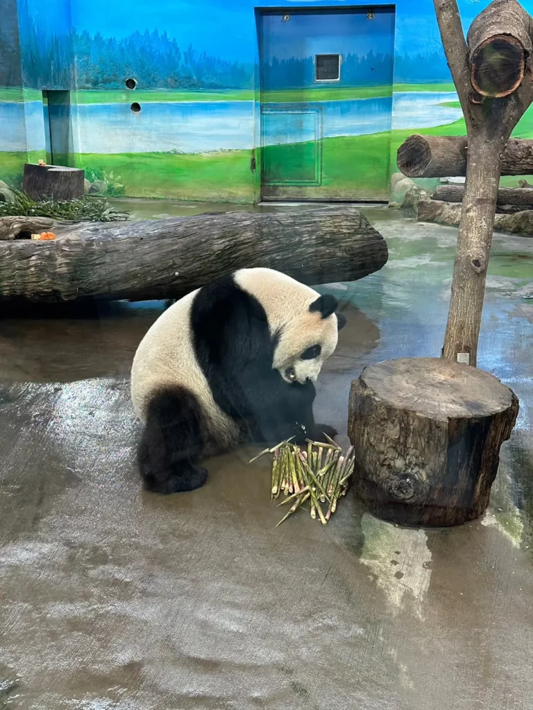 Giant panda at Taipei zoo