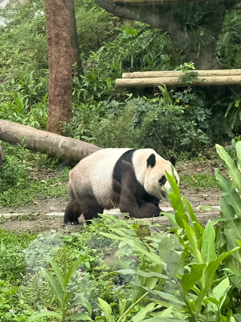 Giant panda at Taipei zoo