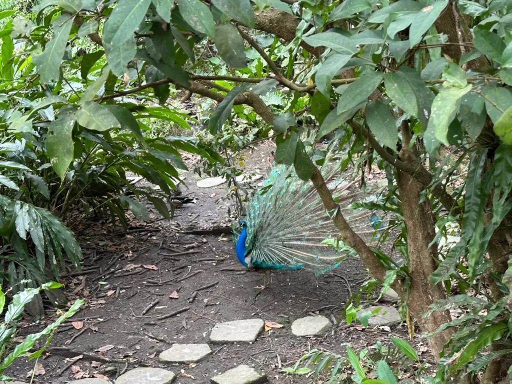 peacock at taipei zoo