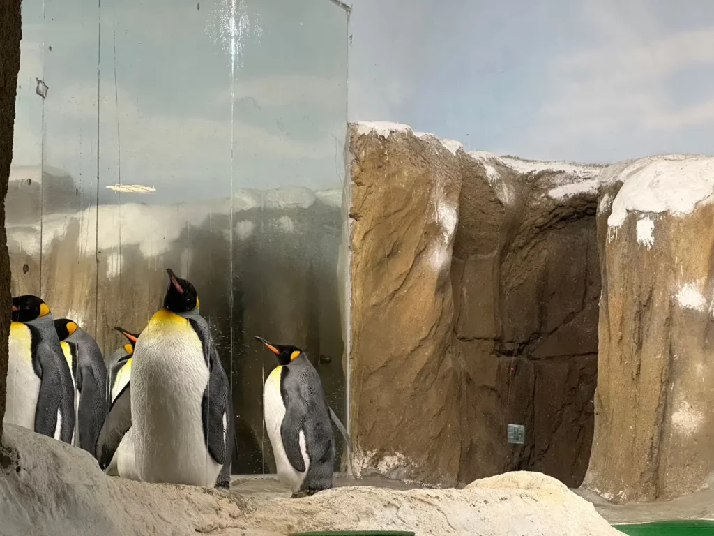 Penguins at Taipei Zoo.