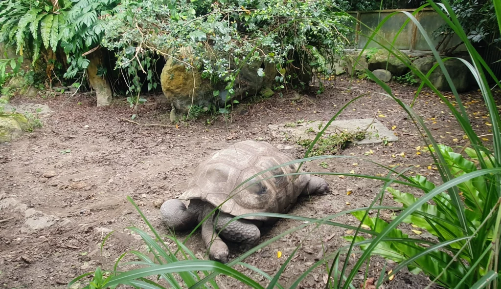 tortoise at taipei zoo